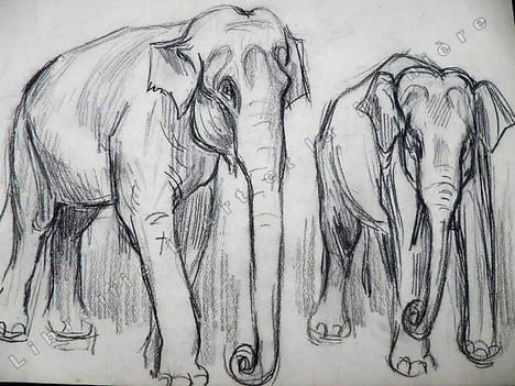 2 Elephants de cirque. Dessin original de FERNEL. . FERNEL, Fernand.