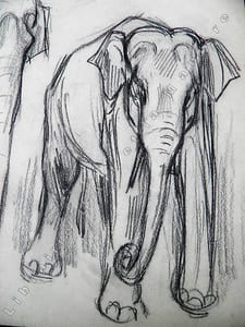 2 Elephants de cirque. Dessin original de FERNEL.