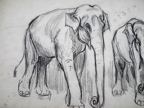2 Elephants de cirque. Dessin original de FERNEL. . FERNEL, Fernand.
