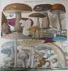 Tableau comparatif des champignons comestibles et vénéneux. Grande planche lithographiée et coloriée à la main au XIXe siècle. . HOCQUART & PERROT. 