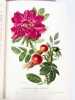 Les plus belles roses au début du XXe siècle. . Société nationale d'Horticulture de France. Section des roses. 