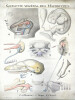 Squelette viscéral des Mammifères. 1 - 6. Homme ; 7. Taupe ; 8. Cheval. DESSIN ORIGINAL – HISTOIRE NATURELLE – CABINET DE CURIOSITÉS – PÉDAGOGIE – ...
