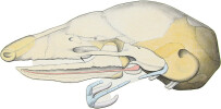 Squelette viscéral des Mammifères. 1 - 6. Homme ; 7. Taupe ; 8. Cheval. DESSIN ORIGINAL – HISTOIRE NATURELLE – CABINET DE CURIOSITÉS – PÉDAGOGIE – ...