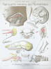 Squelette viscéral des Mammifères. 1 - 6. Homme ; 7. Taupe ; 8. Cheval. LITHOGRAPHIE ORIGINALE EN COULEURS – HISTOIRE NATURELLE – CABINET DE ...