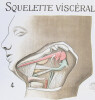 Squelette viscéral des Mammifères. 1 - 6. Homme ; 7. Taupe ; 8. Cheval. LITHOGRAPHIE ORIGINALE EN COULEURS – HISTOIRE NATURELLE – CABINET DE ...