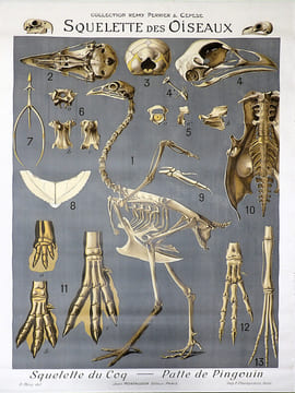 Squelette des oiseaux. Squelette du coq – Patte de pingouin. LITHOGRAPHIE ORIGINALE EN COULEURS – HISTOIRE NATURELLE – ANATOMIE – ZOOLOGIE – CABINET ...