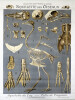 Squelette des oiseaux. Squelette du coq – Patte de pingouin. LITHOGRAPHIE ORIGINALE EN COULEURS – HISTOIRE NATURELLE – ANATOMIE – ZOOLOGIE – CABINET ...