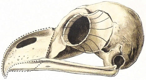 Squelette des oiseaux. Squelette du coq – Patte de pingouin. LITHOGRAPHIE ORIGINALE EN COULEURS – HISTOIRE NATURELLE – ANATOMIE – ZOOLOGIE – CABINET ...