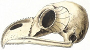 Squelette des oiseaux. Squelette du coq – Patte de pingouin. LITHOGRAPHIE ORIGINALE EN COULEURS – HISTOIRE NATURELLE – ANATOMIE – ZOOLOGIE – CABINET ...