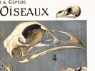 Squelette des oiseaux. Squelette du coq – Patte de pingouin. LITHOGRAPHIE ORIGINALE EN COULEURS – HISTOIRE NATURELLE – ANATOMIE – ZOOLOGIE – CABINET ...
