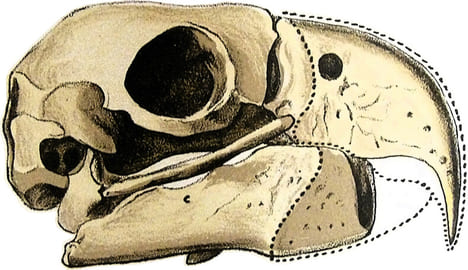 Squelette des oiseaux. Squelette du coq – Patte de pingouin. LITHOGRAPHIE ORIGINALE EN COULEURS – HISTOIRE NATURELLE – ANATOMIE – ZOOLOGIE – CABINET ...
