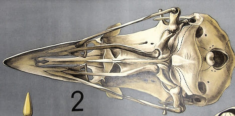 Squelette des oiseaux. Squelette du coq – Patte de pingouin. LITHOGRAPHIE ORIGINALE EN COULEURS – HISTOIRE NATURELLE – ANATOMIE – ZOOLOGIE – CABINET ...