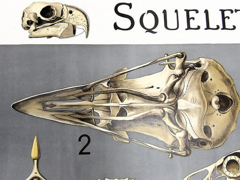 Squelette des oiseaux. Squelette du coq – Patte de pingouin. LITHOGRAPHIE ORIGINALE EN COULEURS – HISTOIRE NATURELLE – ANATOMIE – ZOOLOGIE – CABINET ...