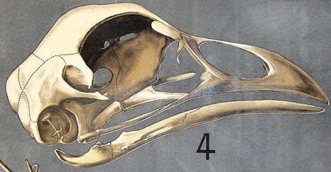 Squelette des oiseaux. Squelette du coq – Patte de pingouin. LITHOGRAPHIE ORIGINALE EN COULEURS – HISTOIRE NATURELLE – ANATOMIE – ZOOLOGIE – CABINET ...