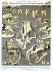 Dentition des carnivores. P. Proviverra V. Viverra C. Canis H. Hyena F. Felis M. Machairodus U. Ursus. LITHOGRAPHIE ORIGINALE EN COULEURS – HISTOIRE ...