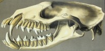 Dentition des carnivores. P. Proviverra V. Viverra C. Canis H. Hyena F. Felis M. Machairodus U. Ursus. LITHOGRAPHIE ORIGINALE EN COULEURS – HISTOIRE ...