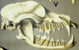 Dentition des carnivores. P. Proviverra V. Viverra C. Canis H. Hyena F. Felis M. Machairodus U. Ursus. LITHOGRAPHIE ORIGINALE EN COULEURS – HISTOIRE ...