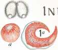 Infusoires ciliés. Conjugaison du Paramecium caudatum. LITHOGRAPHIE ORIGINALE EN COULEURS  HISTOIRE NATURELLE  ANATOMIE  ZOOLOGIE  CABINET DE ...