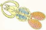 Copépodes parasites 1. Lepeophteirus. 2. Lernæa. 3. Pennella. 4. Brachiella. 5. et 6. Lernæenicus. 7. Chondrachautus. LITHOGRAPHIE ORIGINALE EN ...