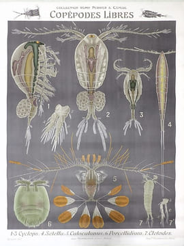 Copépodes libres 1-3. Cyclops ; 4. Setella ; 5. Calocalanus ; 6. Porcellidium. 7. Cletodes. LITHOGRAPHIE ORIGINALE EN COULEURS – HISTOIRE NATURELLE – ...