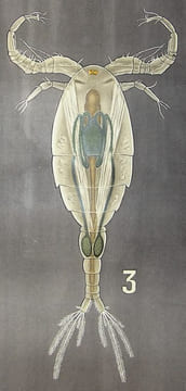 Copépodes libres 1-3. Cyclops ; 4. Setella ; 5. Calocalanus ; 6. Porcellidium. 7. Cletodes. LITHOGRAPHIE ORIGINALE EN COULEURS – HISTOIRE NATURELLE – ...