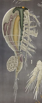 Copépodes libres 1-3. Cyclops ; 4. Setella ; 5. Calocalanus ; 6. Porcellidium. 7. Cletodes. LITHOGRAPHIE ORIGINALE EN COULEURS – HISTOIRE NATURELLE – ...