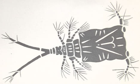 Copépodes libres 1-3. Cyclops ; 4. Setella ; 5. Calocalanus ; 6. Porcellidium. 7. Cletodes. LITHOGRAPHIE ORIGINALE EN COULEURS – HISTOIRE NATURELLE – ...