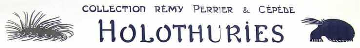 Holothuries 1. Cucumaria. 2. Holothuria. 3. Benthodytes. 4. Cuc. Incurvata. 5. Ypsilothuria. 6 Rhopalodina. 7. Pelagothuria. LITHOGRAPHIE ORIGINALE EN ...
