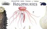 Holothuries 1. Cucumaria. 2. Holothuria. 3. Benthodytes. 4. Cuc. Incurvata. 5. Ypsilothuria. 6 Rhopalodina. 7. Pelagothuria. LITHOGRAPHIE ORIGINALE EN ...