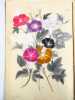 Sokashcaseicho. Manuscrit Japonais de botanique. Carnet de croquis de fleurs et de plantes orné de 74 dessins originaux. Japanese botanical ...