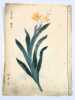 Sokashcaseicho. Manuscrit Japonais de botanique. Carnet de croquis de fleurs et de plantes orné de 74 dessins originaux. Japanese botanical ...