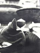 La femme chat. Photographie originale.  par LOUIS, Christian.  - Image 4