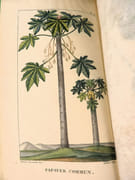 Flore pittoresque et médicale des Antilles ou Histoire naturelle des plantes usuelles des colonies françaises, anglaises, espagnoles et portugaises.  par DESCOURTILZ, Michel Étienne (1775-1835).  - Image 10