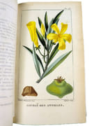 Flore pittoresque et médicale des Antilles ou Histoire naturelle des plantes usuelles des colonies françaises, anglaises, espagnoles et portugaises.  par DESCOURTILZ, Michel Étienne (1775-1835).  - Image 13
