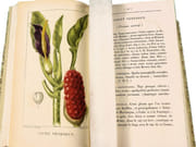 Flore pittoresque et médicale des Antilles ou Histoire naturelle des plantes usuelles des colonies françaises, anglaises, espagnoles et portugaises.  par DESCOURTILZ, Michel Étienne (1775-1835).  - Image 14