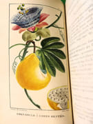 Flore pittoresque et médicale des Antilles ou Histoire naturelle des plantes usuelles des colonies françaises, anglaises, espagnoles et portugaises.  par DESCOURTILZ, Michel Étienne (1775-1835).  - Image 16