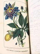 Flore pittoresque et médicale des Antilles ou Histoire naturelle des plantes usuelles des colonies françaises, anglaises, espagnoles et portugaises.  par DESCOURTILZ, Michel Étienne (1775-1835).  - Image 17
