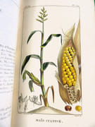 Flore pittoresque et médicale des Antilles ou Histoire naturelle des plantes usuelles des colonies françaises, anglaises, espagnoles et portugaises.  par DESCOURTILZ, Michel Étienne (1775-1835).  - Image 18