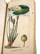 Flore pittoresque et médicale des Antilles ou Histoire naturelle des plantes usuelles des colonies françaises, anglaises, espagnoles et portugaises.  par DESCOURTILZ, Michel Étienne (1775-1835).  - Image 19