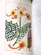 Flore pittoresque et médicale des Antilles ou Histoire naturelle des plantes usuelles des colonies françaises, anglaises, espagnoles et portugaises.  par DESCOURTILZ, Michel Étienne (1775-1835).  - Image 4