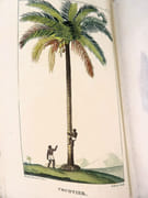 Flore pittoresque et médicale des Antilles ou Histoire naturelle des plantes usuelles des colonies françaises, anglaises, espagnoles et portugaises.  par DESCOURTILZ, Michel Étienne (1775-1835).  - Image 5