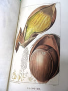 Flore pittoresque et médicale des Antilles ou Histoire naturelle des plantes usuelles des colonies françaises, anglaises, espagnoles et portugaises.  par DESCOURTILZ, Michel Étienne (1775-1835).  - Image 6