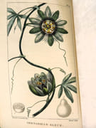 Flore pittoresque et médicale des Antilles ou Histoire naturelle des plantes usuelles des colonies françaises, anglaises, espagnoles et portugaises.  par DESCOURTILZ, Michel Étienne (1775-1835).  - Image 7