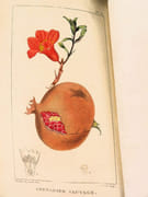 Flore pittoresque et médicale des Antilles ou Histoire naturelle des plantes usuelles des colonies françaises, anglaises, espagnoles et portugaises.  par DESCOURTILZ, Michel Étienne (1775-1835).  - Image 8