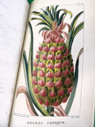 Flore pittoresque et médicale des Antilles ou Histoire naturelle des plantes usuelles des colonies françaises, anglaises, espagnoles et portugaises.  par DESCOURTILZ, Michel Étienne (1775-1835).  - Image 9