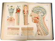 Atlas d'histoire naturelle. Le corps humain. Description anatomique de l'Homme.  par ECKART, Théodore.  - Image 11