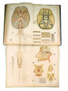 Atlas d'histoire naturelle. Le corps humain. Description anatomique de l'Homme.  par ECKART, Théodore.  - Image 12