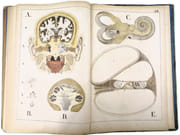 Atlas d'histoire naturelle. Le corps humain. Description anatomique de l'Homme.  par ECKART, Théodore.  - Image 13