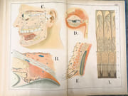 Atlas d'histoire naturelle. Le corps humain. Description anatomique de l'Homme.  par ECKART, Théodore.  - Image 14