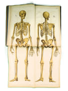 Atlas d'histoire naturelle. Le corps humain. Description anatomique de l'Homme.  par ECKART, Théodore.  - Image 4